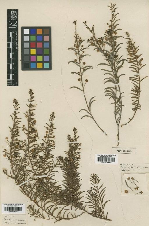 Acacia nuperrima Baker f. - BM000796613