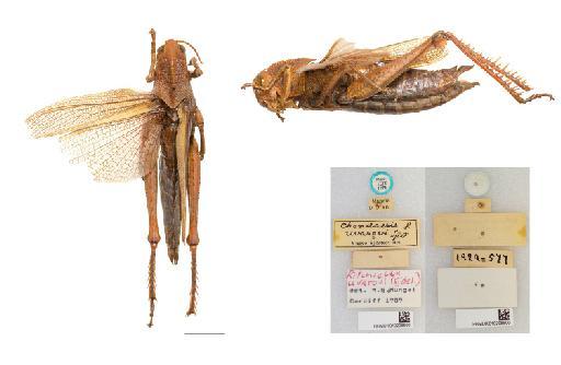 Chondracris uvarovi Sjöstedt, 1924 - NHMUK010208500_Chondracris uvarovi_PLT_Ritchiella uvarovi