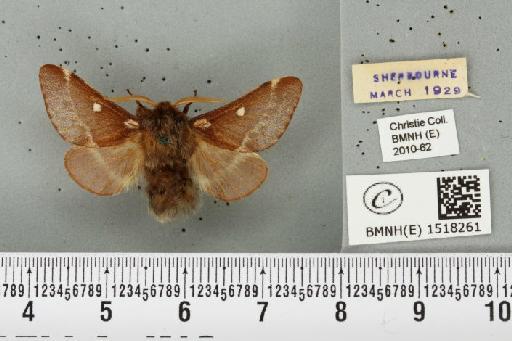Eriogaster lanestris (Linnaeus, 1758) - BMNHE_1518261_191882