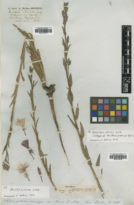 Oenothera stricta Ledebour ex Link - BM001008357