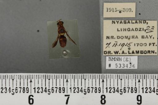 Dacus (Dacus) bivittatus (Bigot, 1858) - BMNHE_533436_37061