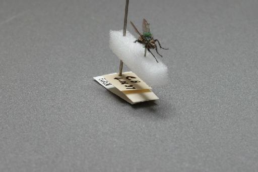 Sarcophaga (Myorhina) nigriventris Meigen, 1826 - 015091921_additional_4
