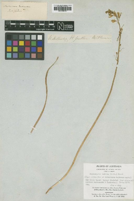 Bulbine bulbosa (R.Br.) Haw. - BM000990597