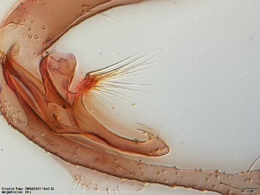 Lutzomyia (Psathyromyia) dasymera Fairchild & Hertig, 1961 - Lutzomyia_dasymera-BMNH(E)1251322_PT-male_paramere-20x.tif