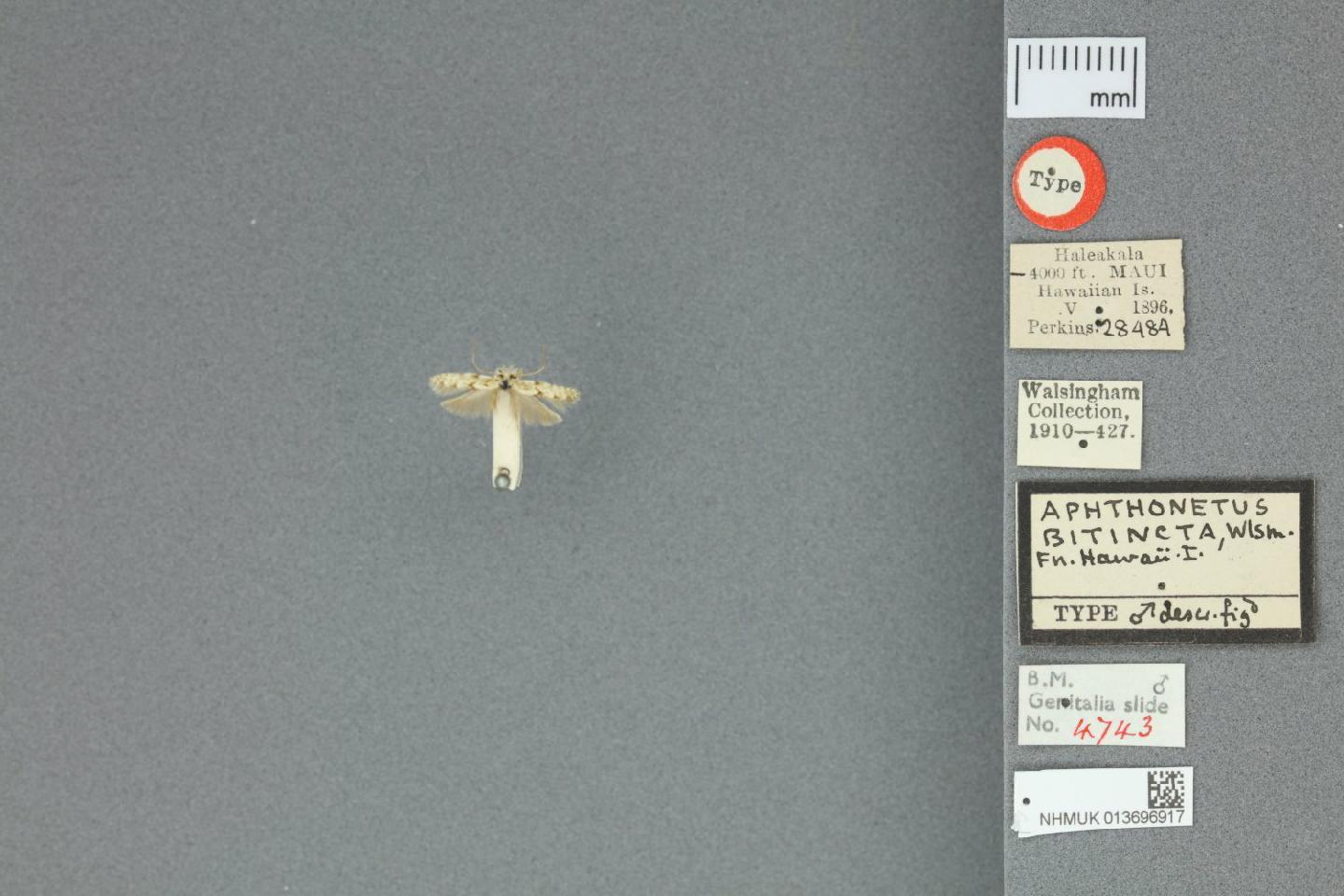 Hyposmocoma bitincta thumbnail