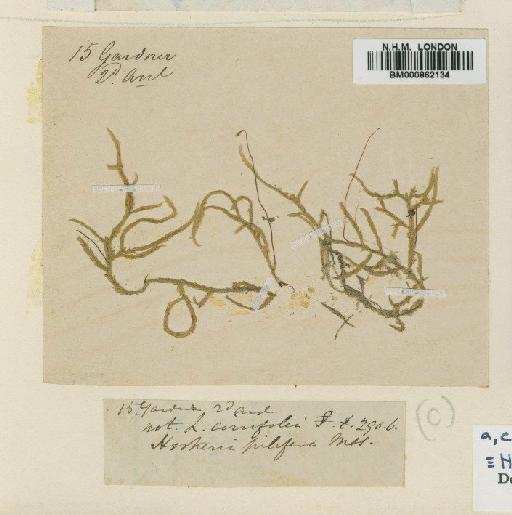 Hypnella pilifera (Hook. & Wilson) A.Jaeger & Sauerb. - BM000862134