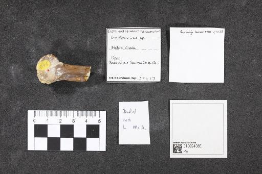 Ornithocheirus giganteus (Bowerb., 1846) - 010024388_L010092632_(1)