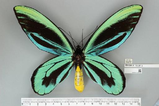 Ornithoptera alexandrae Rothschild, 1907 - NHMUK010361534_Ornithoptera_alexandrae_Rothschild_male_dorsal_&_labels