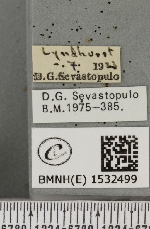 Falcaria lacertinaria (Linnaeus, 1758) - BMNHE_1532499_label_187487