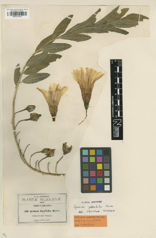 Ipomoea petrophila House - BM001125191