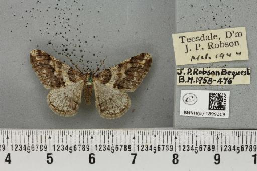 Agriopis leucophaearia ab. marmorinaria Esper, 1802 - BMNHE_1899319_462107