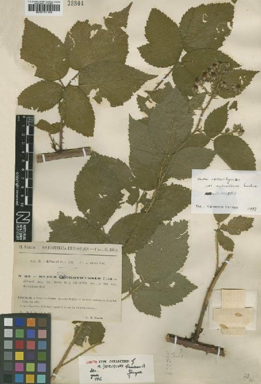 Rubus deruyveri Vannerom & E.Jacques - BM001041666