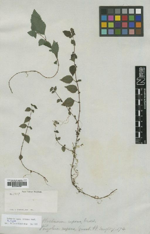 Boehmeria repens (Griseb.) Wedd - BM000993381