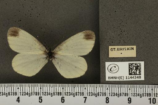 Leptidea sinapis sinapis Linnaeus, 1758 - BMNHE_1144348_98464