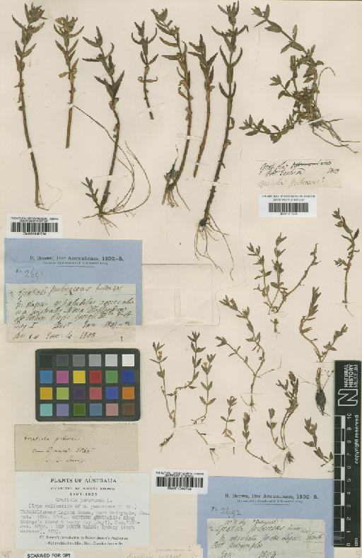 Gratiola pubescens R.Br. - BM001040735