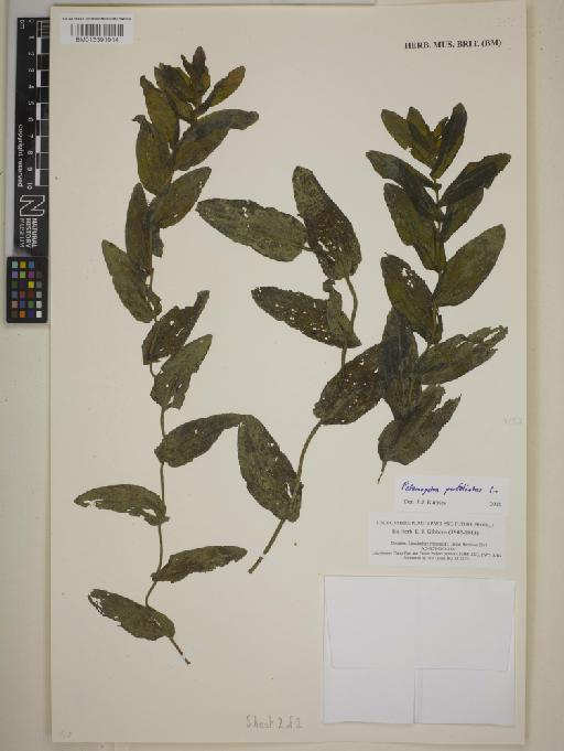 Potamogeton perfoliatus L. - BM013391914