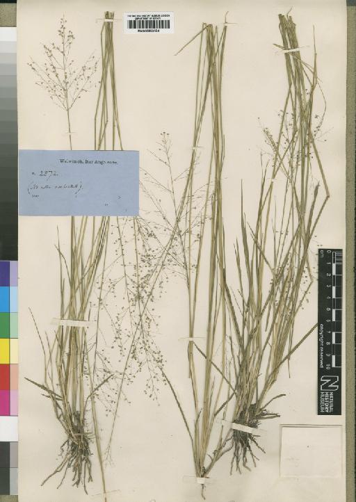 Panicum brazzavillense Franch. - BM000923104