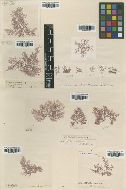 Ptilocladia vestita (Harv.) Woll. - BM001067834