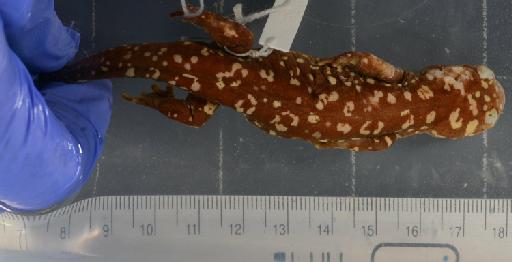 Salamandra infraimmaculata - 1946.9.6.28-pic2