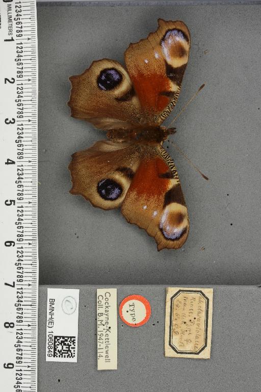 Inachis io ab. clara-violacea Reuss, 1910 - BMNHE_1060849_21344