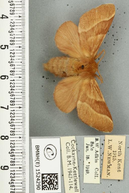 Malacosoma neustria (Linnaeus, 1758) - BMNHE_1524290_190628