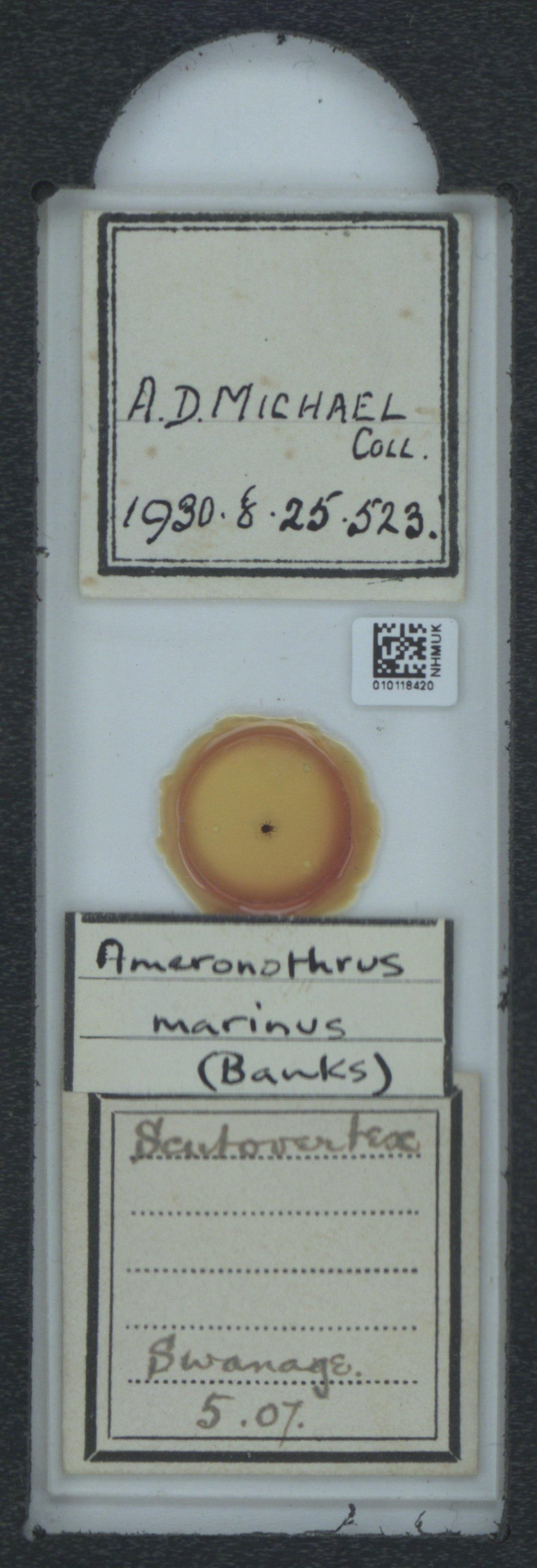 To NHMUK collection (Ameronothrus marinus (Banks, 1896); NHMUK:ecatalogue:6545221)