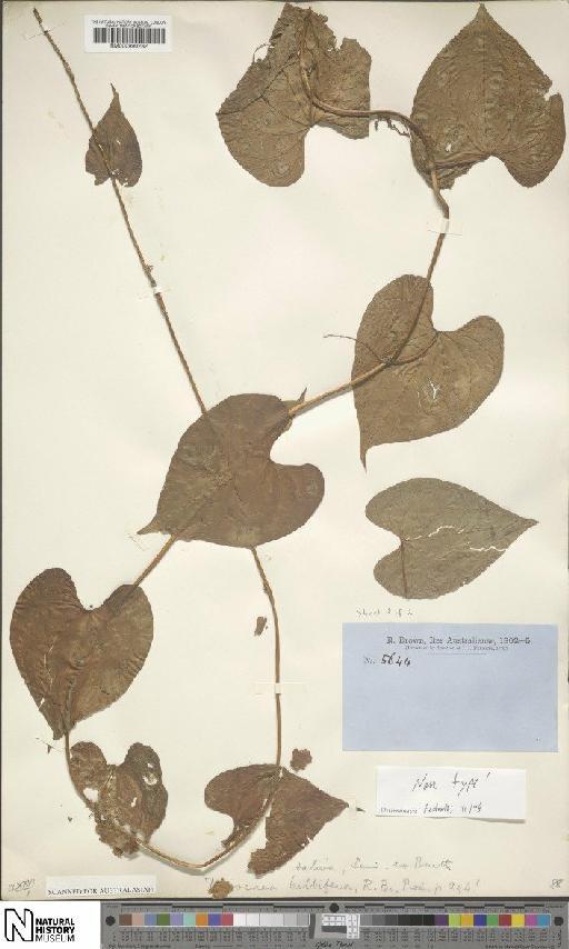 Dioscorea bulbifera L. - BM000990232