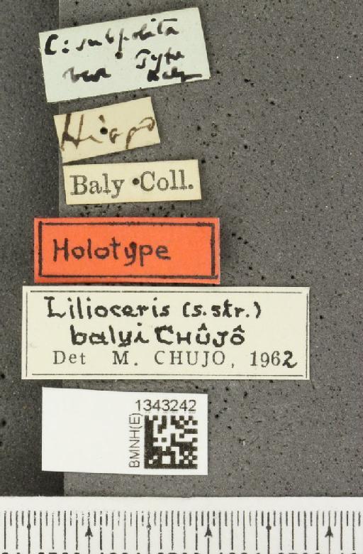 Lilioceris (Lilioceris) balyi Chujo, 1962 - BMNHE_1343242_label_12777