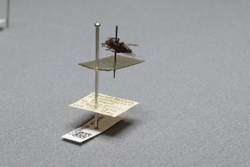 Sarcophaga (Myorhina) villeneuvei Boettcher, 1912 - 015092572_additional_1