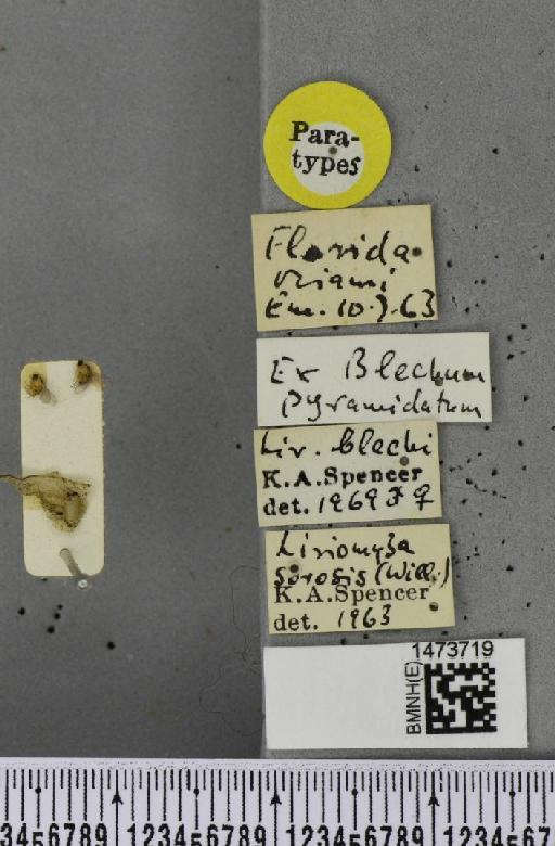 Liriomyza blechi Spencer, 1973 - BMNHE_1473719_label_49157