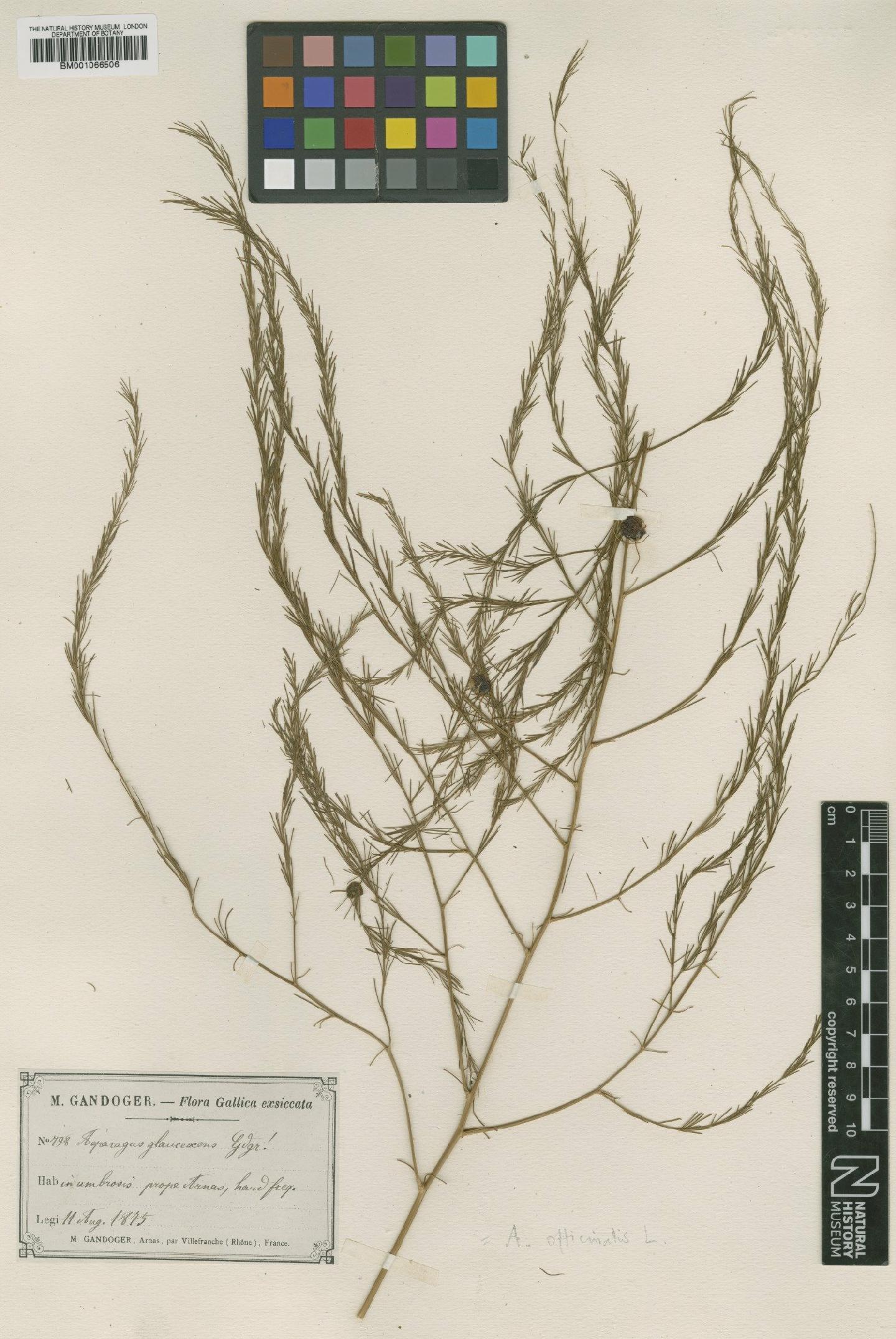 To NHMUK collection (Asparagus officinalis L.; TYPE; NHMUK:ecatalogue:2204969)