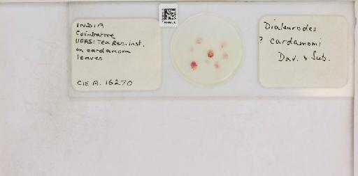 Singhiella cardamomi David & Subramaniam, 1976 - 013488324_117732_1091990_157866_NonType