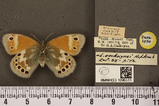 Coenonympha tullia polydama ab. cockaynei Hopkins, 1955 - BMNHE_1096511_7750