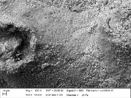 Zigzagopora wigleyensis Wilson & Taylor, 2016 - NHM-UK_P_BZ7750_10_M_1