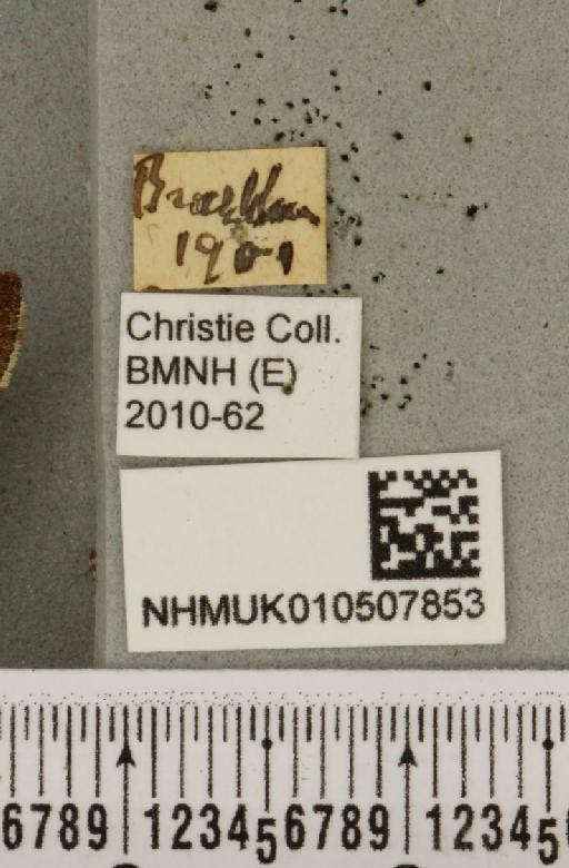 Panemeria tenebrata (Scopoli, 1763) - NHMUK_010507853_label_566751