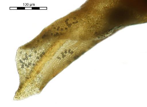 Hyophila involuta (Hook.) A.Jaeger - Gymnostomum cylindricum_BM001006479tip.j