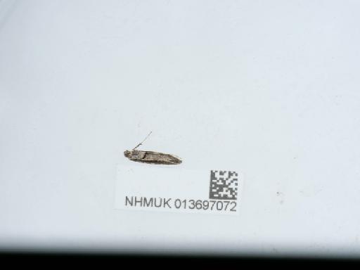 Gracillaria syringella (Fabricius, 1794) - 013697072_1