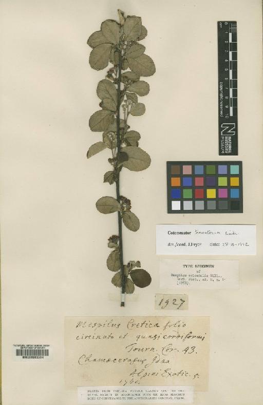 Cotoneaster tomentosus Lindl. - BM000602204