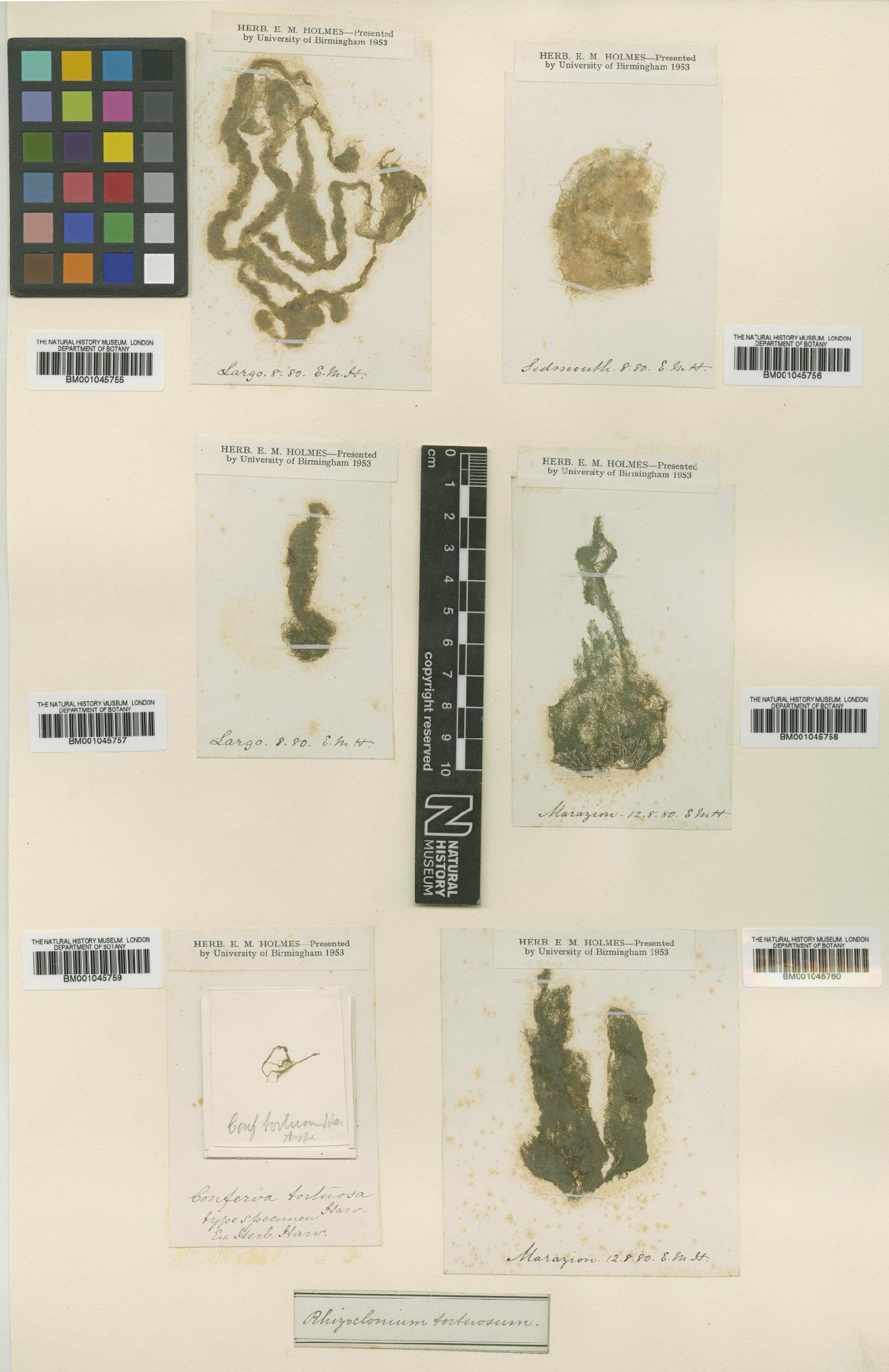 To NHMUK collection (Rhizoclonium tortuosum (Dillwyn) Kütz.; Type; NHMUK:ecatalogue:747170)