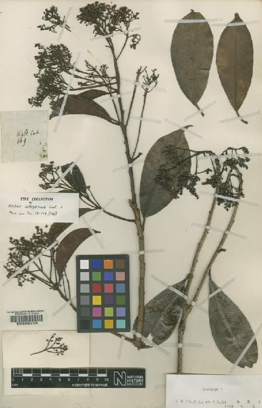 Photinia integrifolia Lindl. - BM000602138