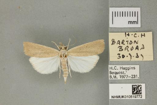 Calamotropha paludella (Hübner, 1824) - 010519772_151450_1082839