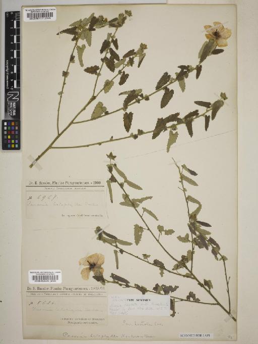 Pavonia belophylla Hochr - BM000583566