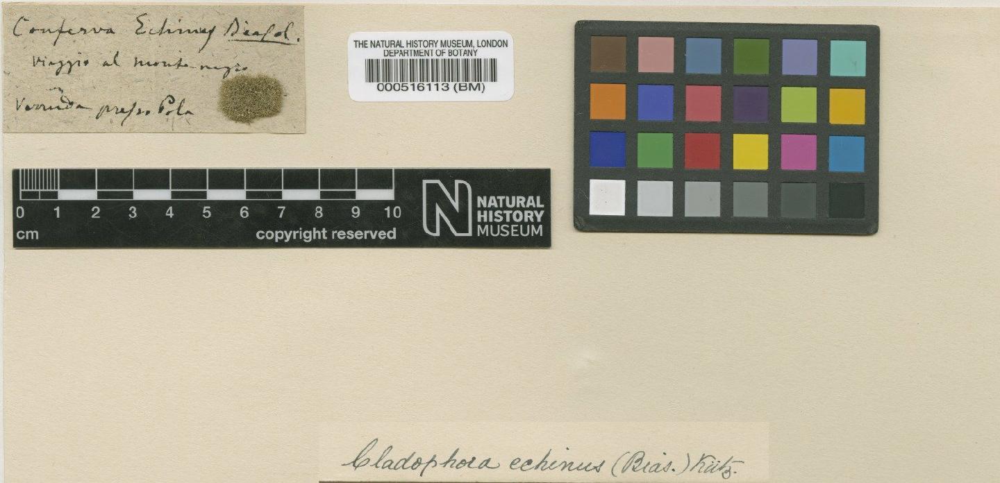 To NHMUK collection (Cladophora echinus (Biasoletto) K�tz.; TYPE; NHMUK:ecatalogue:4830245)