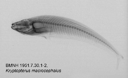 Kryptopterus macrocephalus Bleeker, 1858 - BMNH 1951.7.30.1-2, Kryptopterus macrocephalus Radiograph