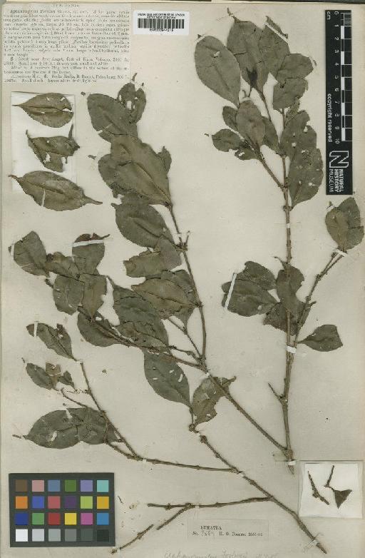 Aphanomyrtus forbesii Greves - BM000944215