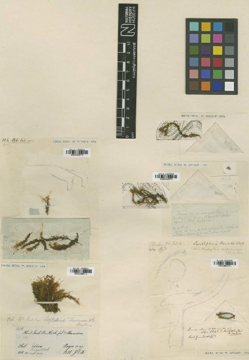 Symblepharis reinwardtii (Dozy & Molk.) Mitt. - BM000965770_a