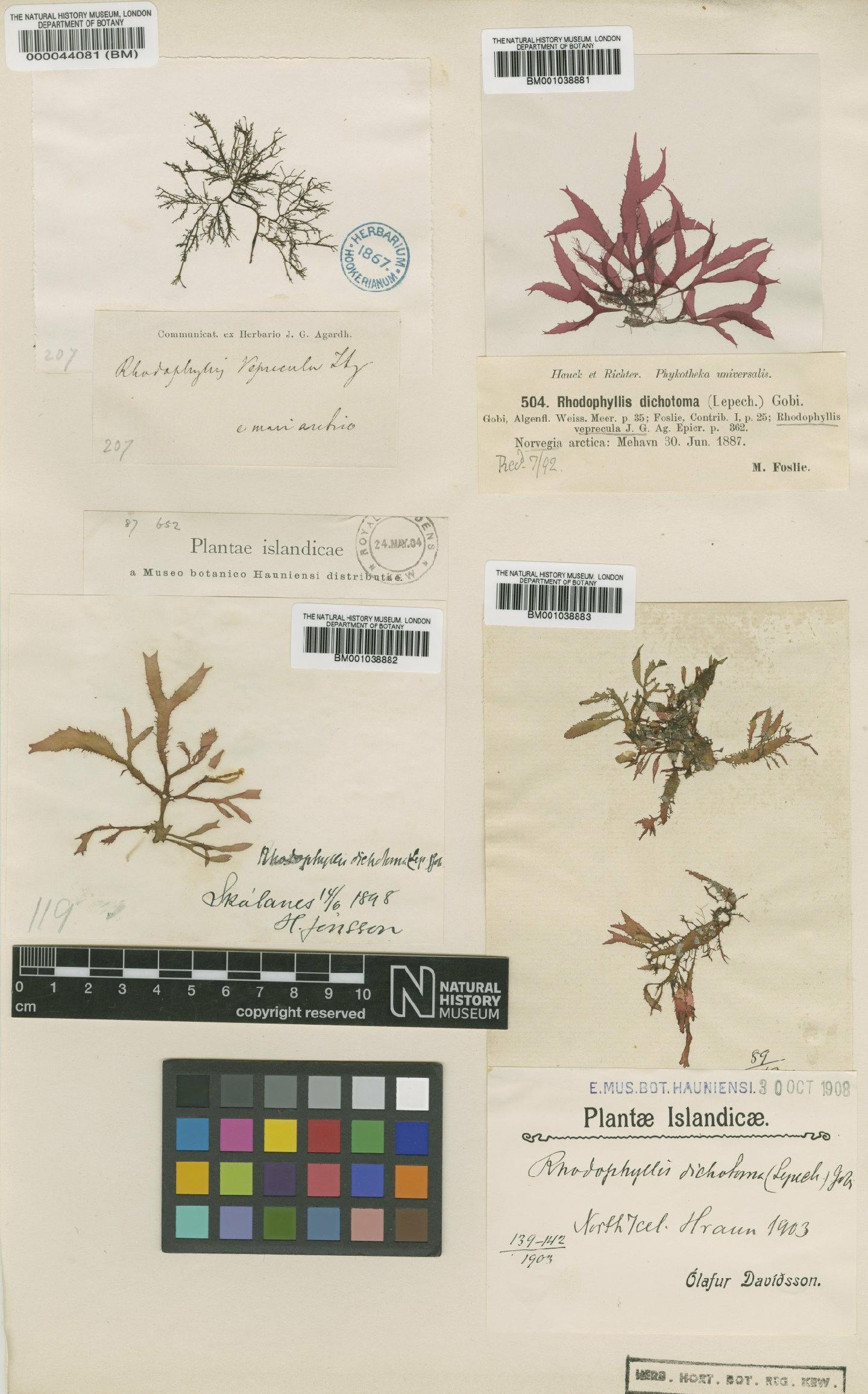 To NHMUK collection (Fimbrifolium dichotomum (Lepech.) G.I.Hansen; Type; NHMUK:ecatalogue:4779094)