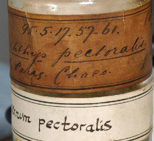 Callichthys pectoralis Boulenger, 1895 - 1895.5.17.57-61; Callichthys pectoralis; image of jar label; ACSI project image