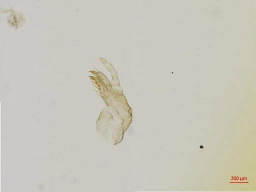 Aphodiinae Leach, 1815 - 010132576__2016_05_25-Scene-6-ScanRegion5