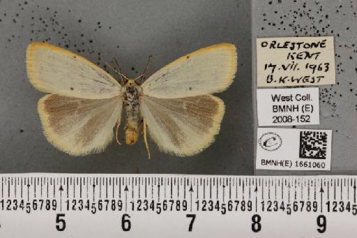 Cybosia mesomella (Linnaeus, 1758) - BMNHE_1661060_284743